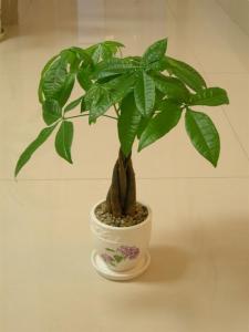 小发财树
