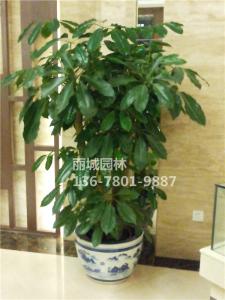 2018茶楼-超大植物