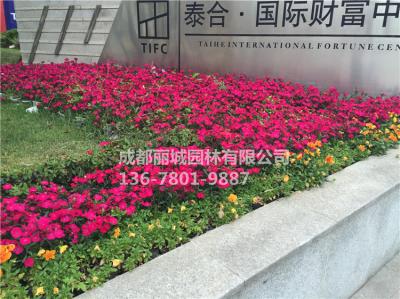 2018财富中心-小盆栽