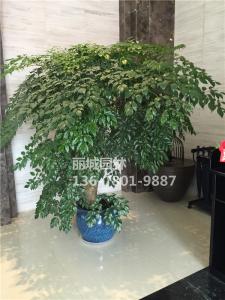 2018财富中心-超大盆栽