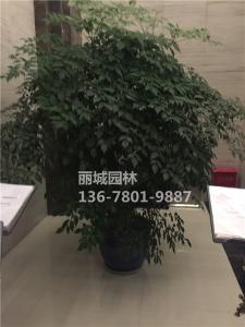 2018物业大楼-超大盆栽